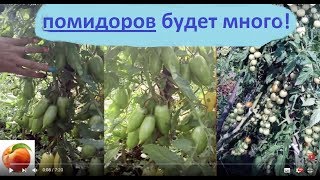 Томатов будет много tomato Рассада ответы Сделайте так и помидор вырастет много Помидоры часть 1из 2