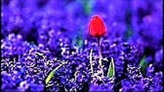 ~ * Важно * ~ * Божественное осознание Истины !!! »» ** (Бог) :: ~ ! ! !