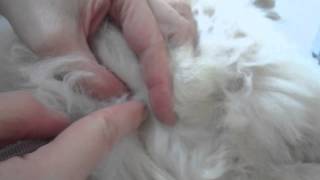 Preparation for castration. Подготовка к кастрации.8855