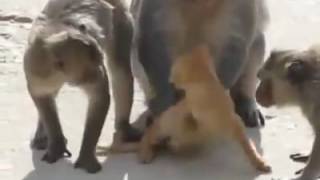 monkey ka cat ka sth sex