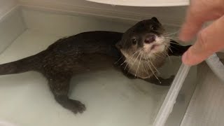 お腹いっぱいで遊び始めるカワウソがスーパー無邪気可愛い Super innocent and cute otter who is full of food and starts to play.