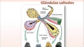 Glándulas Salivales. Introducción