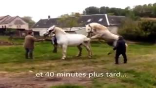 Funny Animals Compilation Animal Videos 2015   Horses Mating Up Close And Hard For A Long Time