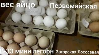 Вес яйцо куры.Первомайская,В-33 мини легорн, Загорская Лососевая.