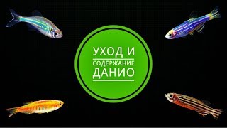 Уход и содержание Данио