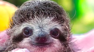 Disabled sloth lived his best life in final days