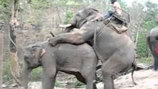 Fucking elephant / ебля слонов