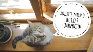 Как приучить котенка к лотку? Что делать если кошка стала ходить мимо лотка?