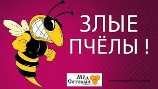 злые пчёлы !!!!
