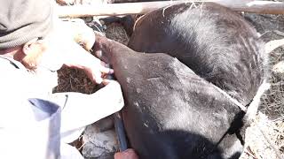 traditional castration