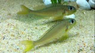 Xenotilapia flavipinnis "red royal" Kekese pair - PISCES