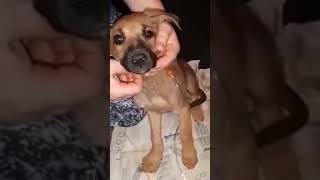 помощь животным инвалидам ПРИЮТ ДАЙ ЛАПУ ДРУГ.ЗА Есть минуты