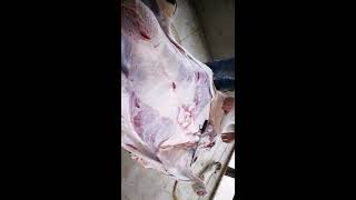 طريقه سلخ العجل