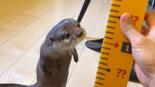 カワウソと猫のサイズを測ってみたら… I sized up an otter and a cat!
