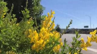 Genista stenopetala -Sweet Broom-Cytisus