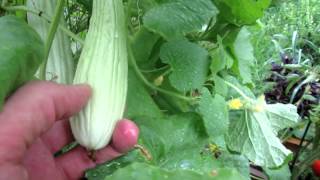 Growing Cucumbers: Introducing the Armenian Cucumber