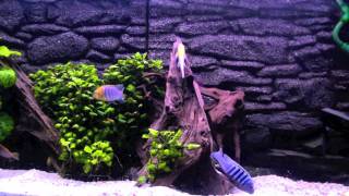 Malawi Aquarium 250 liter