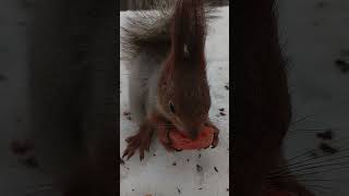 Очень голодная белка / A very hungry squirrel