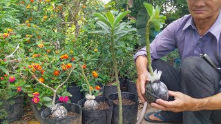 Trồng cây sứ zin cắt sẳn bó đã ra rể