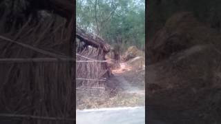 Hindi sex dance