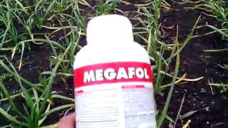 Озимый чеснок 2017.Удобрение чеснока по листу после снега и мороза? Мегафол+Плантафол 20.20.20.