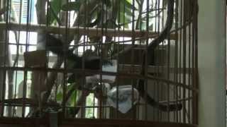Giẻ quạt hót - Fantail bird singing