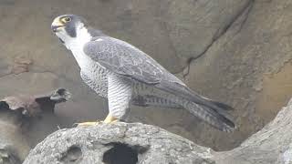 1090123瑞芳酋長岩公遊隼(Falco peregrinus)搶食母鳥獵物