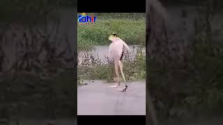 U.butt tv channel