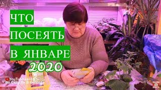 НЕ УПУСТИТЕ ВРЕМЯ! ЧТО ПОСЕЯТЬ В ЯНВАРЕ. 2020.