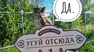 Утро начинается с чесания сычей и таблички на домике Совы. Только потом можно идти пить кофи