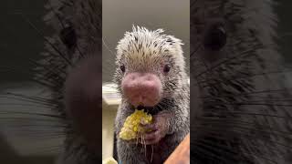Rico Eating Corn (This never gets old) - Cincinnati Zoo #shorts