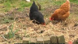 March 2010 - Chickens and Children (subtitled)