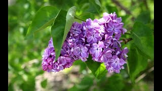 Как нарисовать веточку сирени поэтапно маслом.Lilac.Picture