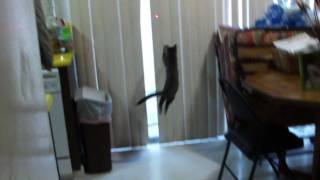 Cute kittens with laser pointer