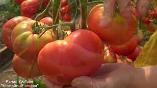СУПЕР УРОЖАЙНЫЙ ТОМАТ ГОРДОСТЬ ЗАСТОЛЬЯ!УРОЖАЙНЫЙ,КРУПНЫЙ,ВКУСНЫЙ!