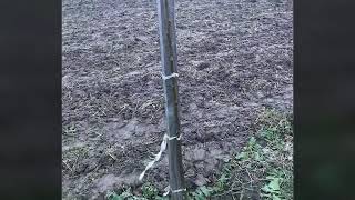 Саженцы грецкого ореха Royal-Walnuts