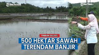500 Hektar Sawah Terendam Banjir, Dinas PKP Parepare Bakal Beri Bantuan Bibit