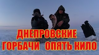 ЛОВЛЯ ОГРОМНЫХ ГОРБАЧЕЙ НА ДНЕПРЕ\ЗИМОЙ НА БАЛАНСИР