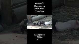  ЭкоПарк Харьков ч.71 / Поросята забияки! / 2018 г #shorts
