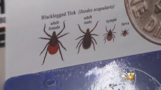 Ticks Have Arrived In North Texas