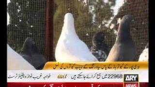 Kabutar Baz HariPur