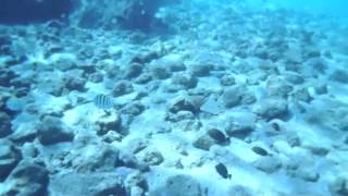 Snorkeling at Peanut Island