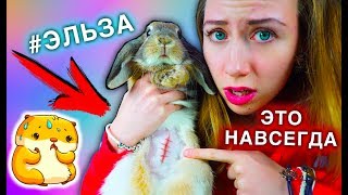 VLOG СНИМАЕМ ШВЫ ПОСЛЕ ОПЕРАЦИИ МОЙ КРОЛИК ЭЛЬЗА | Elli Di Pets