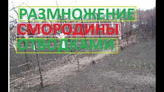 Обрезал красную и белую смородину, сделал отводки