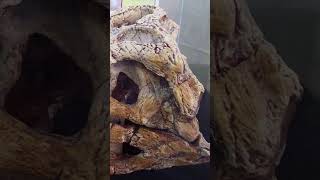 СУХОПУТНЫЙ КРОКОДИЛ, ПОЕДАЮЩИЙ ДИНОЗАВРОВ #shorts #крокодилы #эволюция