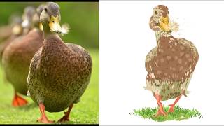 speedpaint |DUCK| или "как не надо рисовать уток"