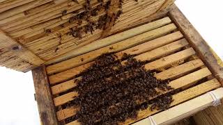 Beekeeping. Вот это весна!!!