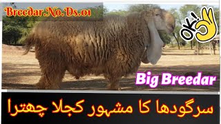 Big Breedar Sargodha ka | Pure kajla Chtra | Breedar No DS.01