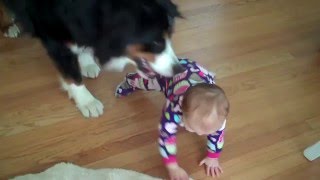 Dog is a Jerk to a Baby