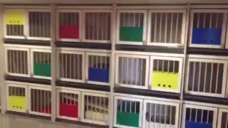 Строительство новой голубятни